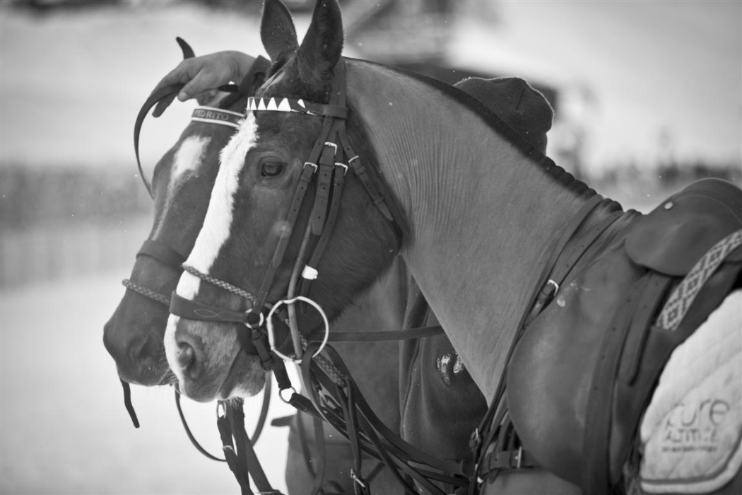 bmw polo masters polo magazine morgane delfosse dimanche 3 f 71