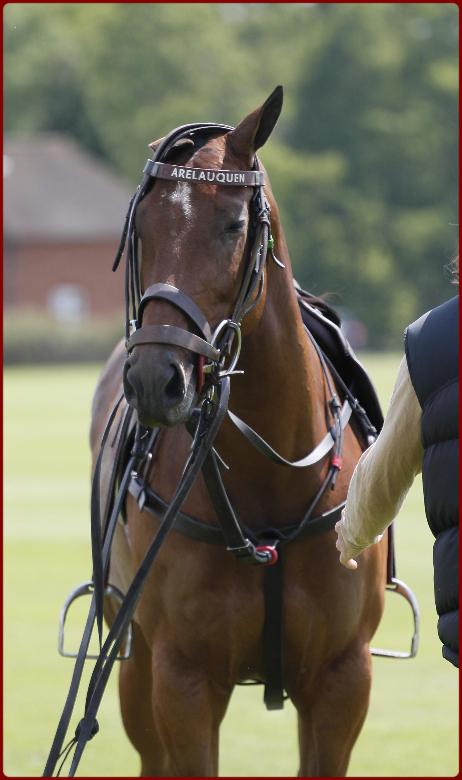 8 A pony running away